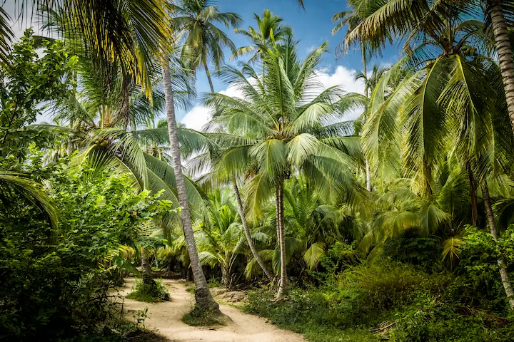 Sendero de palmas en Cabo San Juan Parque Tayrona